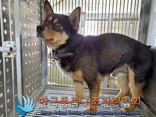 종료(안락사) 믹스…